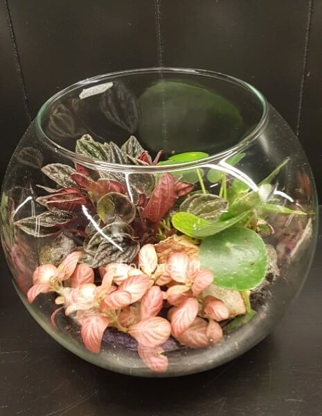 Terrarium aperto in vetro con piante miste